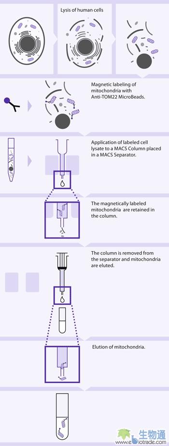 美天旎推出线粒体分离试剂盒[新品推荐]