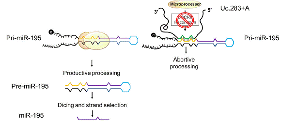 《相约2015nsfc》之lncrna研究经典案例