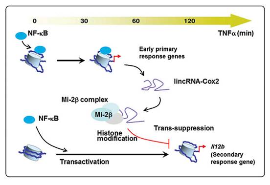 lncRNA对基因转录调控的最新进展