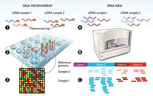 RNA-seq vs.芯片,你应该如何选择? - 生物通