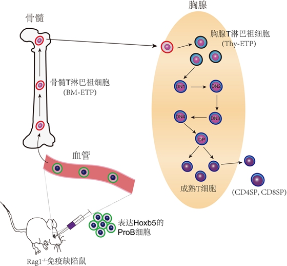 Nature子刊:一种体内大规模功能筛选获得再生T细胞的技术平台
