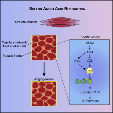 Cell》:有意思,减少蛋氨酸摄入竟能改善骨骼肌