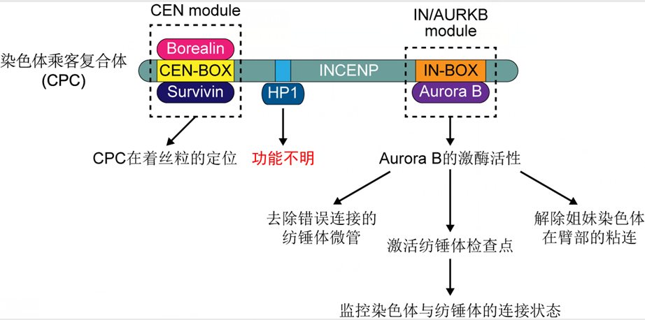 JBC杂志发文解析“有丝分裂教父”调节染色体粘连的分子机制