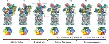 北大学者《Nature》发表蛋白质机器动力学研究的重要研究