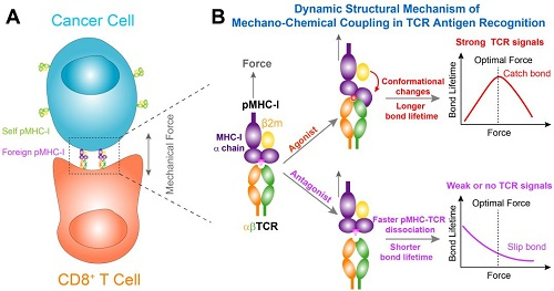 浙大，中科院Molecular Cell发文：TCR抗原识别新机制