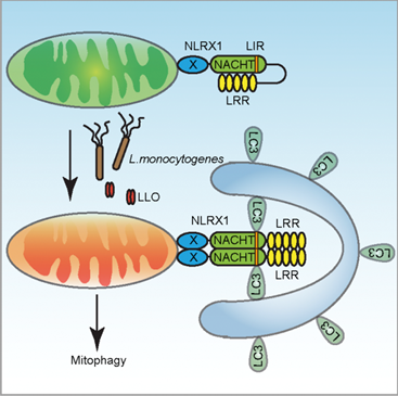 Nature Immunology：李斯特菌劫持巨噬细胞线粒体自噬新机制