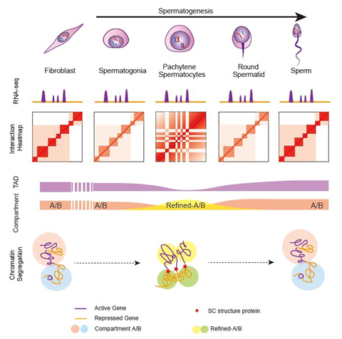 Molecular Cell：精子发生过程中染色质高级结构“重编程”模式
