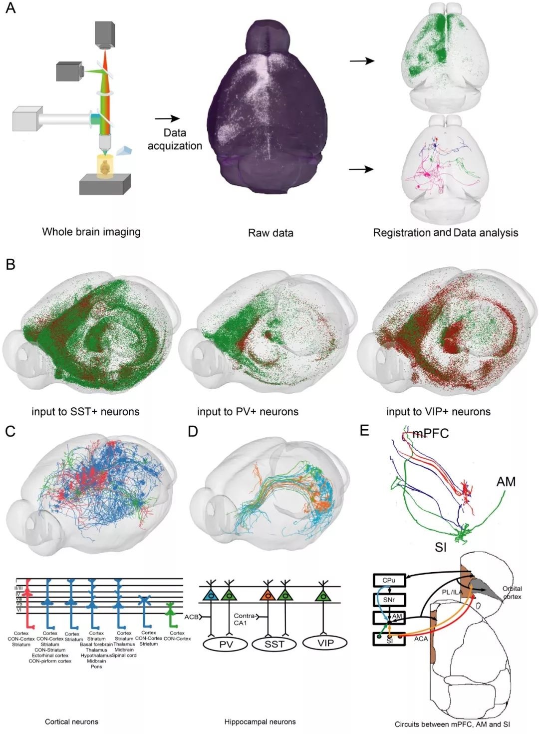 华中科技大学Nature Neuroscience最新发文：绘制神经元长程输入环路图谱