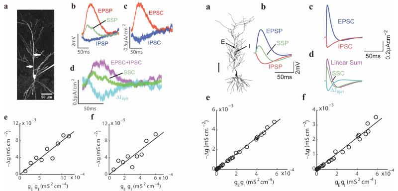 PNAS：上海交大报道神经元树突计算的理论新模型