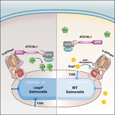 NIBS邵峰最新发表Cell文章：利用沙门氏菌效应蛋白揭示异源自噬机制