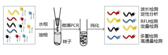 赵凯研究员Sci Rep发明多重微滴PCR偶联荧光分光光度法新方法