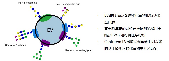 细胞外囊泡（EVs）快速分离，Capturem有妙招！ - 生物通