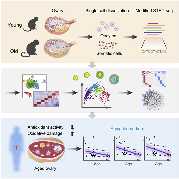 Cell：中美学者利用单细胞测序发现卵巢衰老的标志物