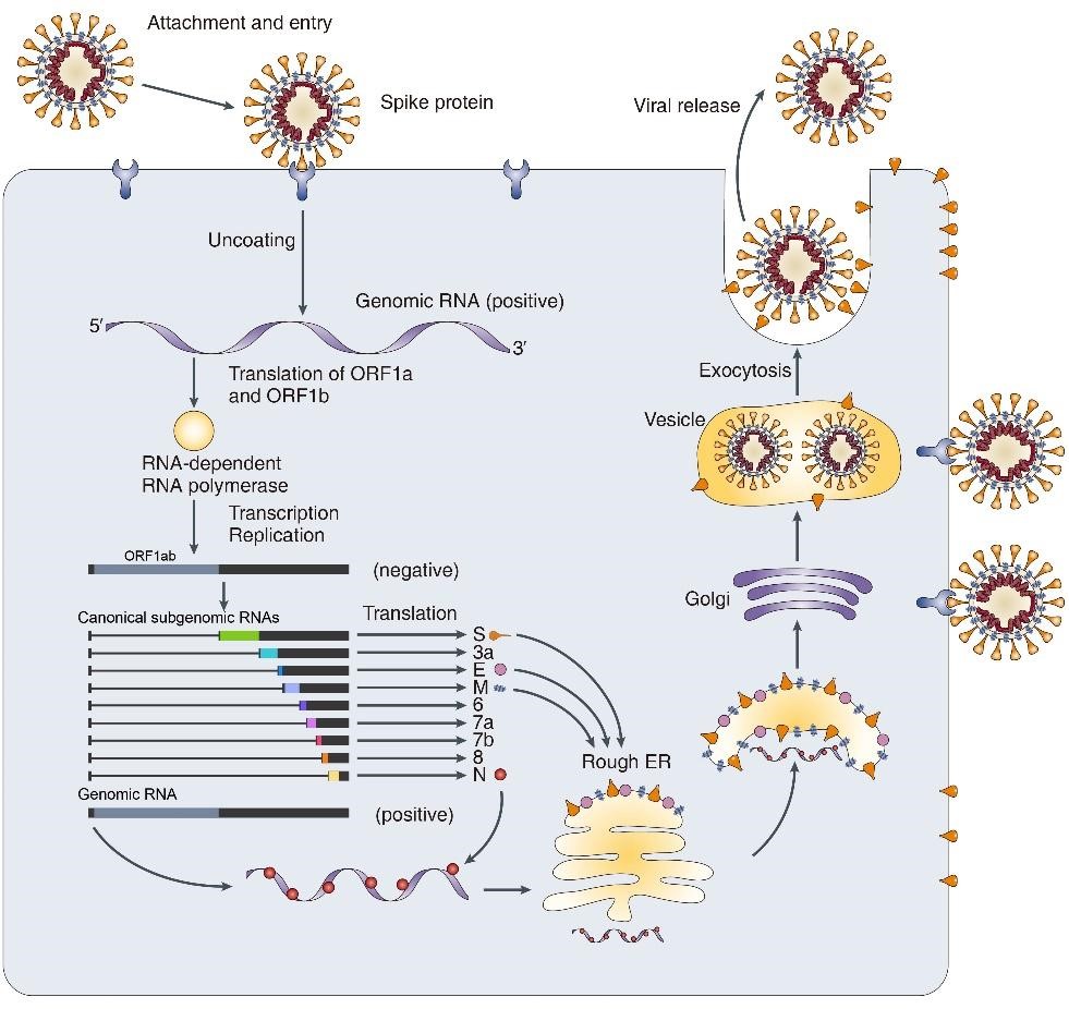 《Cell》新冠状病毒（SARS-CoV-2）基因组和亚基因组RNA结构绘图