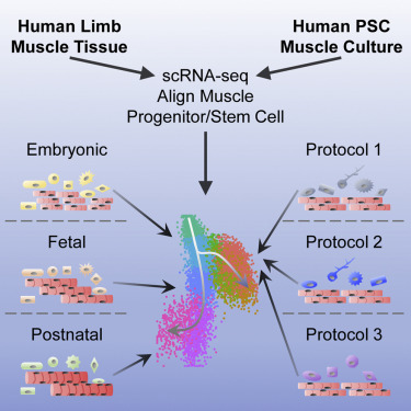 Cell Stem Cell：首张人类骨骼肌发育的路线图