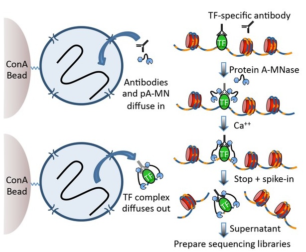 从ChIPseq到CUT&RUN和CUT&Taq，蛋白质DNA互作技术揭秘 生物通