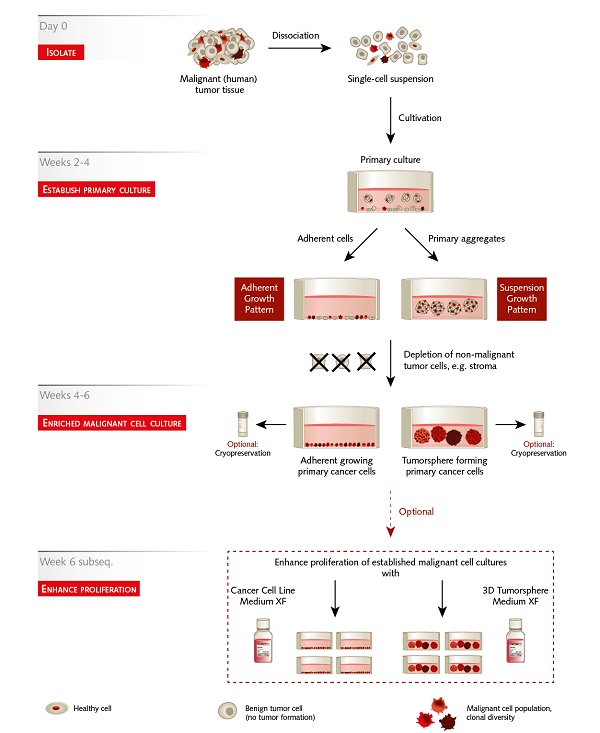 promocell的原代肿瘤细胞培养系统实验流程图.