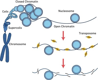 一文带您全方位了解单细胞atac Seq 生物通