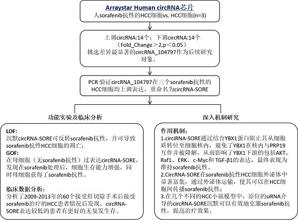 circRNA-SORE 在肝癌 sorafenib 耐药中的重要作用和机制