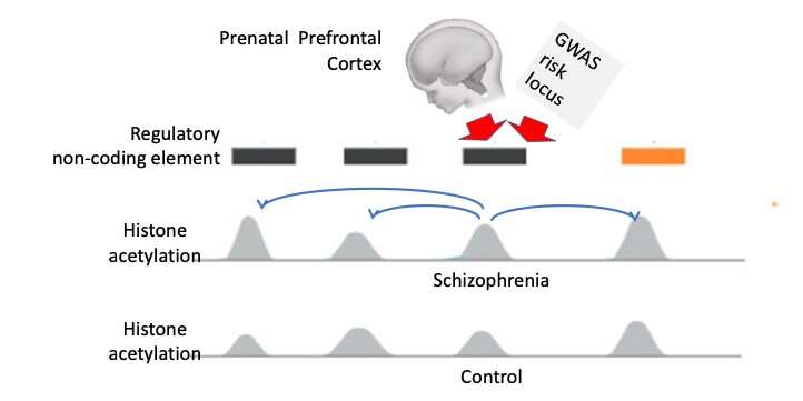 Study identifies chromatin alterations in the brains of patients with schizophrenia and bipolar disorder 