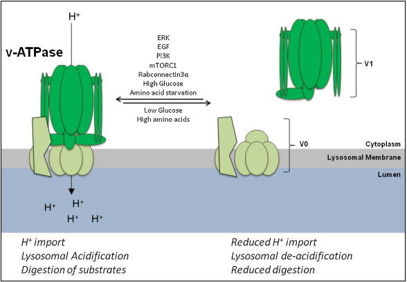 Nature: Amyloid beta is not the cause of Alzheimer's disease. 