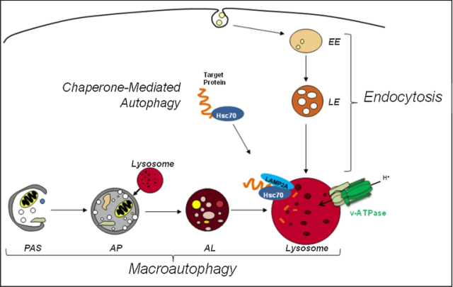 Nature: Amyloid beta is not the cause of Alzheimer's disease. 