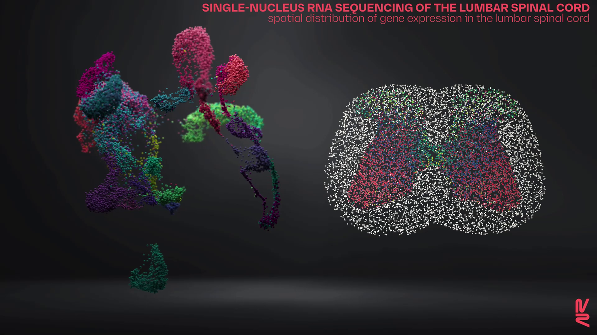 A visualization of the lower spinal cord in which neurons are clustered into differently colored groups according to their gene expression profiles.