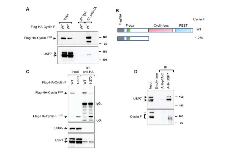 Aging | The deubiquitylase USP7 is a novel cyclin F-interacting protein and regulates cyclin F protein stability