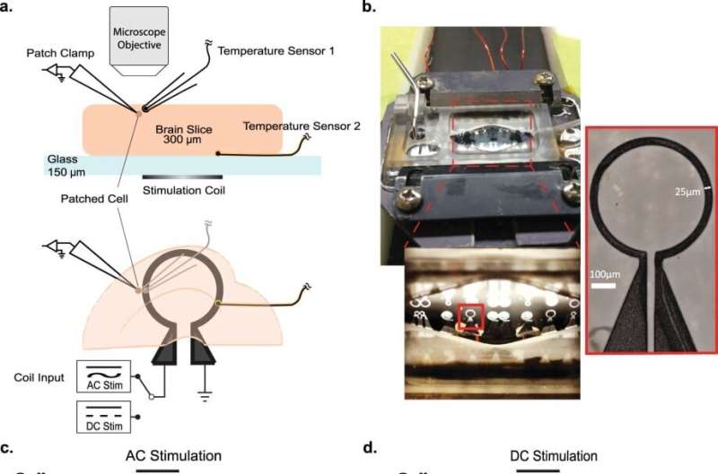 Temperature changes in brain affect neuronal activity