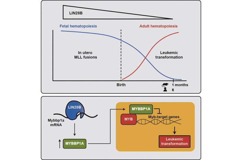 New insights into fetal development may protect against leukemia