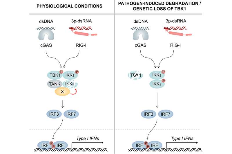 Immune cells have a backup mechanism