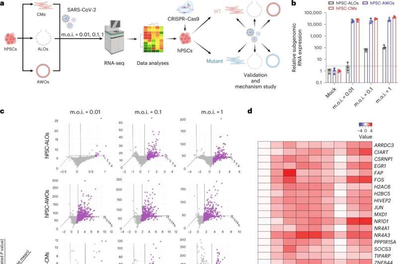 Study identifies human genes enabling SARS-CoV-2 infection