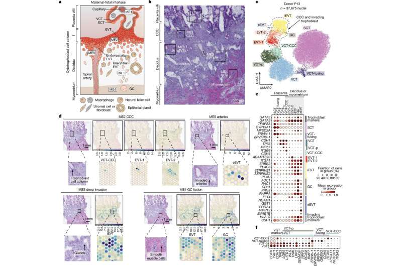 Cell mapping and 'mini placentas' give new insights into human pregnancy