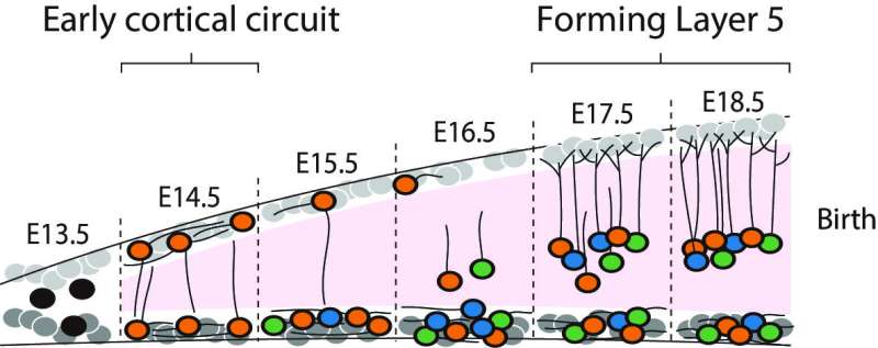 Researchers discover a new embryonic brain circuit