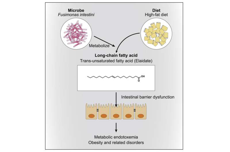 A gut microbe that can exacerbate obesity