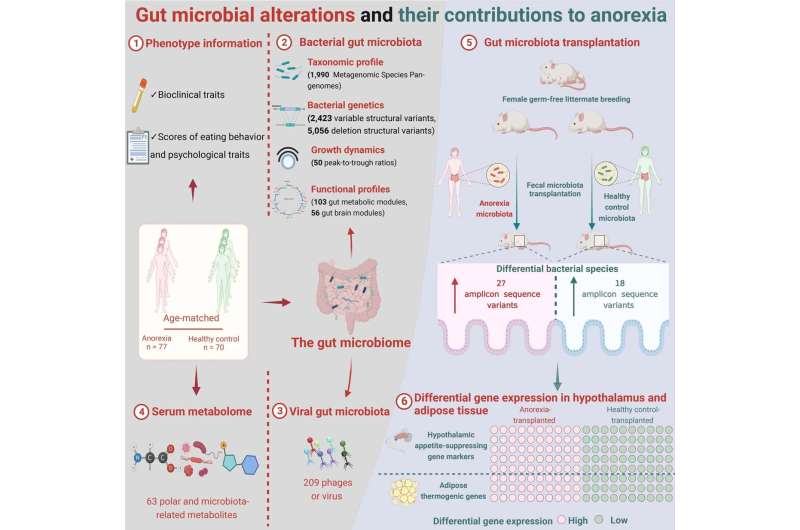 Delving into the disruptive gut microbiome of anorexia nervosa pathology