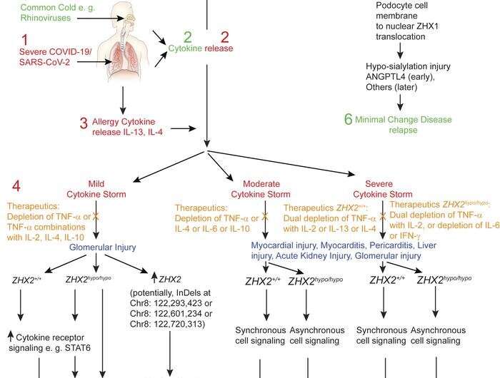 Research unveils paths to stopping cytokine storms in COVID-19