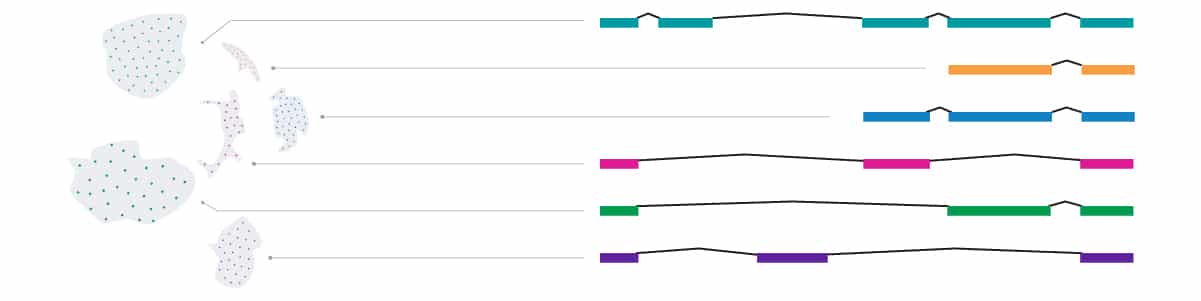 single-cell isoforms. 