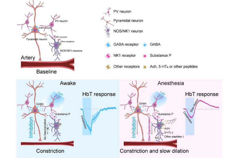 NOTE, CHANGE OF EMBARGO TIME: How the brain controls blood flow during sleep