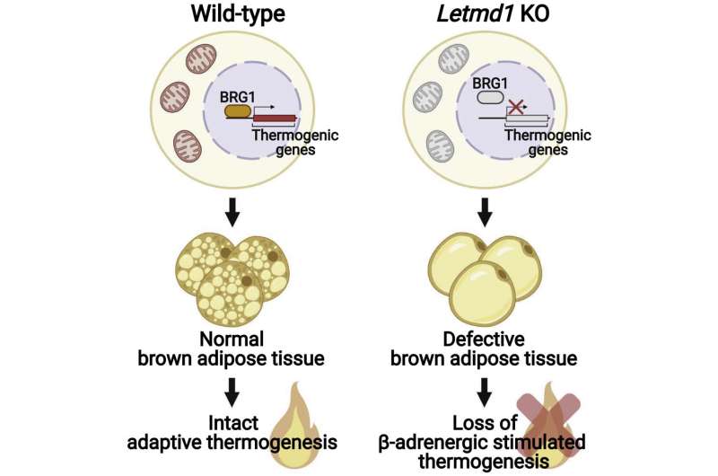 Can brown fat cells combat obesity?