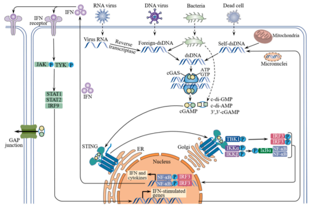  Targeting STING Cancer immunotherapy