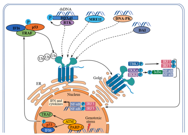  Targeting STING Cancer immunotherapy