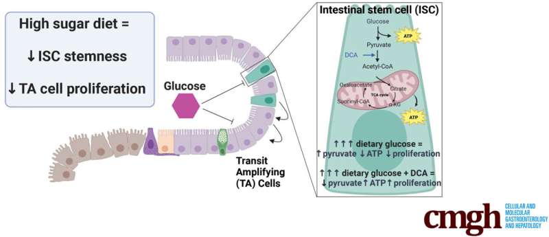 Study may explain why high-sugar diets can worsen IBD