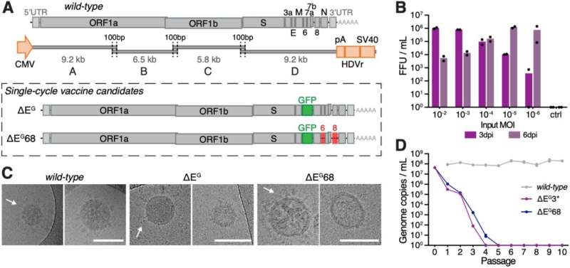 New vaccine concept against SARS-CoV-2 successfully tested