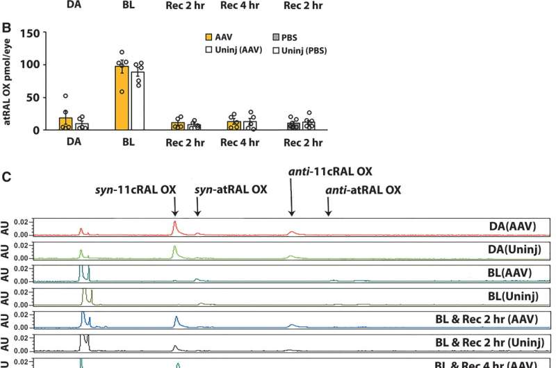 Assessing gene supplementation in a mouse model of retinitis pigmentosa