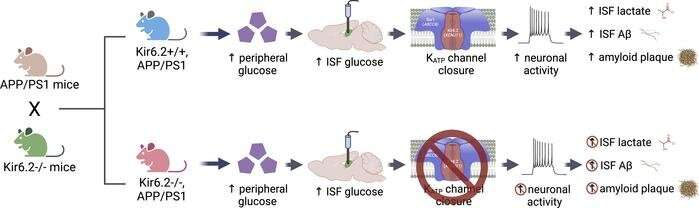 Scientists at Wake Forest University School of Medicine discover metabolic sensor may play role in Alzheimer's disease