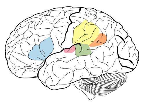 Auditory cortex