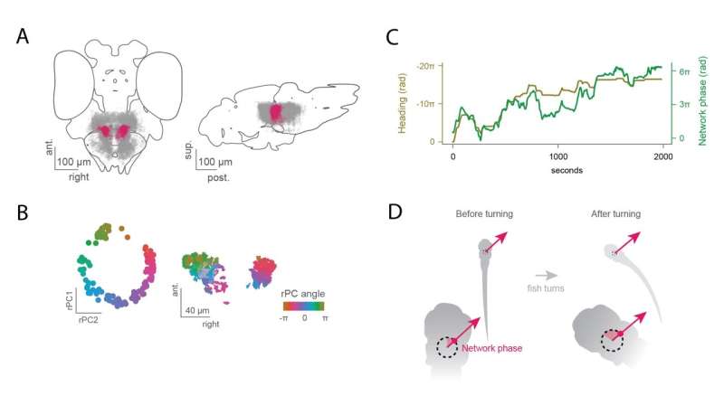 A neuronal network that represents the direction in which zebrafish are travelling