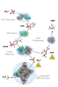 methanogen microbe