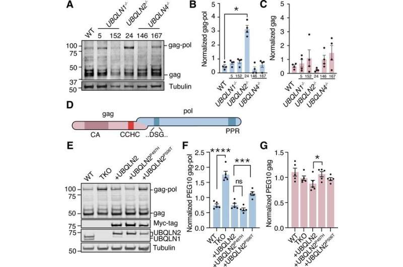 Remnants of ancient virus may fuel ALS